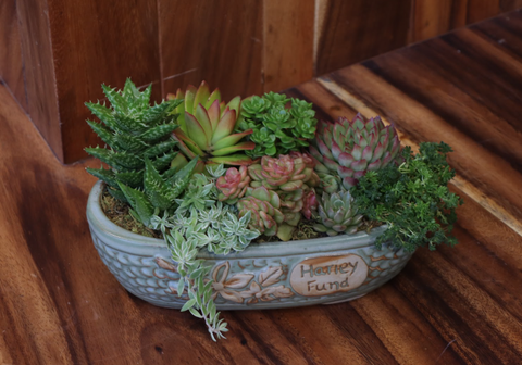 (TC)SEN ĐÁ TIỂU CẢNH M002