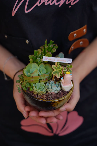 Chậu Sen đá mix 35