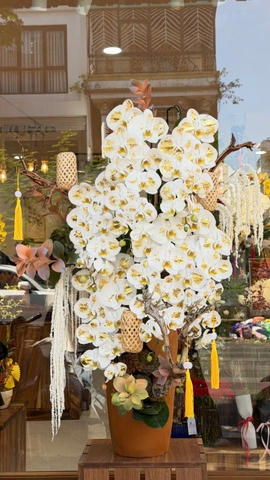 Tuyết Trắng Kim Tiền HT29