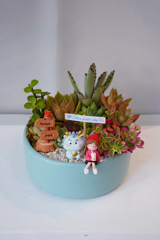 Chậu Sen đá mix 28