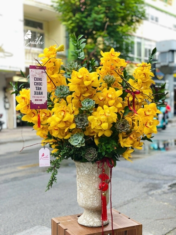 Chậu hoa địa lan vàng HT12