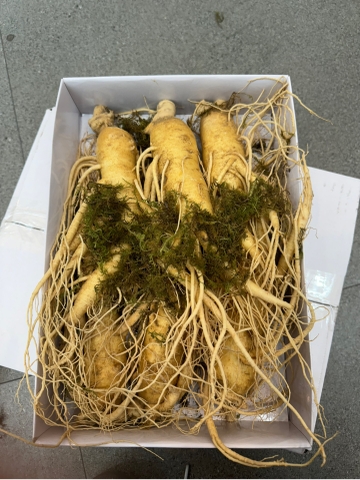 Sâm금산 6 củ thân dài