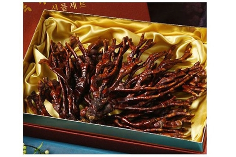 Nấm sừng hươu loại B