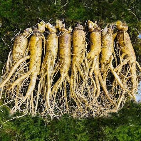 Sâm 금산 8 củ thân dài