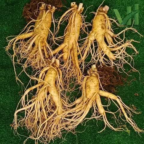 Sâm 금산 5 củ thân dài