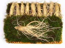 Sâm 금산 9-10 củ thân dài