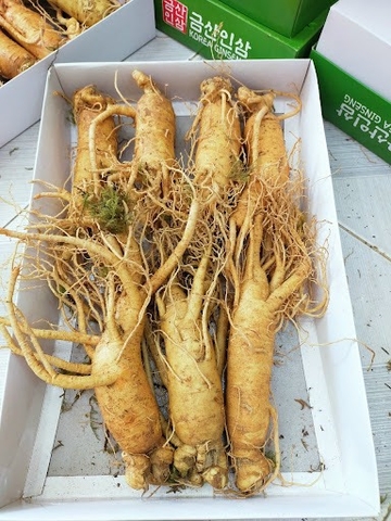 Sâm 금산 7 củ thân dài