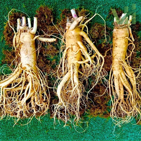 Sâm 금산 3 củ thân dài