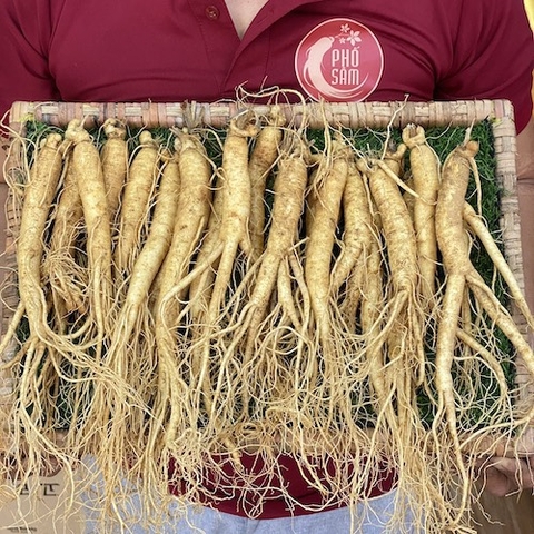 Sâm hầm gà bốc xô