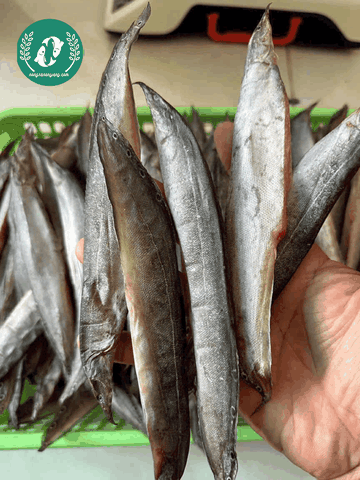 Chạch Đồng Nguyên Con – Đặc Sản Dân Dã, Thịt Ngọt Đậm Và Dễ Chế Biến
