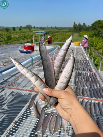 Khô Cá Chạch