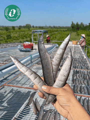 Chạch Đồng Nguyên Con – Đặc Sản Dân Dã, Thịt Ngọt Đậm Và Dễ Chế Biến