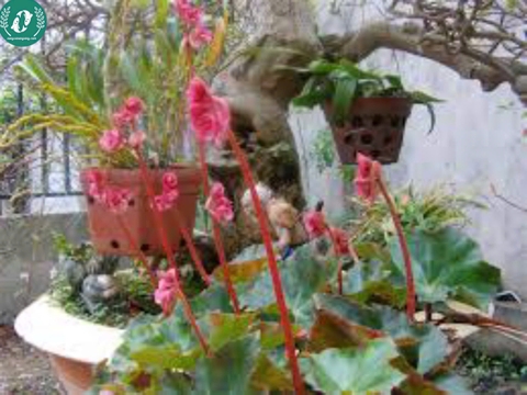 Hạt giống Hoa sen cạn