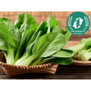 Hạt giống cải thìa (chíp)
