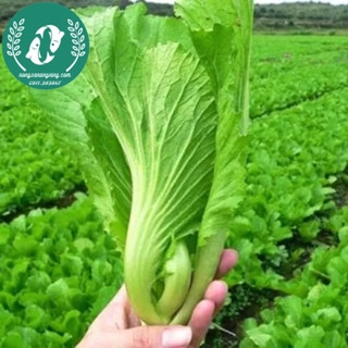Hạt giống cải xanh lá to