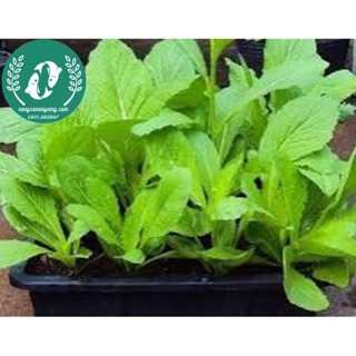 Hạt giống cải mơ