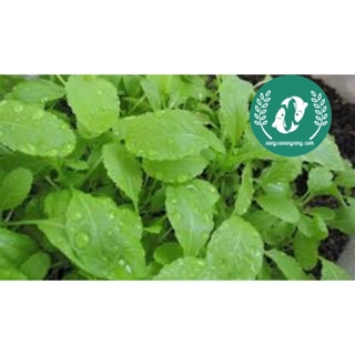 Hạt giống cải mơ