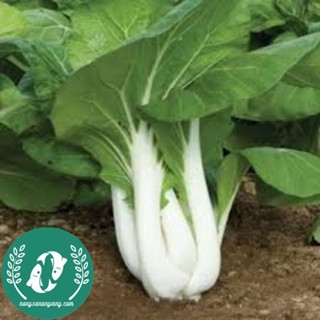 Hạt giống cải bẹ trắng