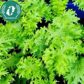 Hạt giống cải mù tạt xanh