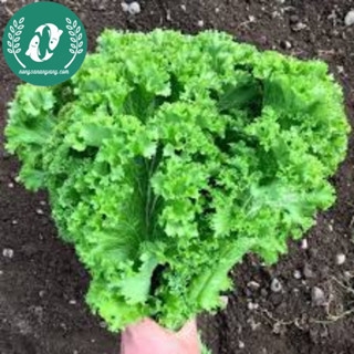 Hạt giống cải mù tạt xanh