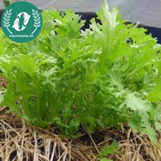 Hạt giống cải đuôi phụng