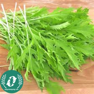 Hạt giống cải đuôi phụng