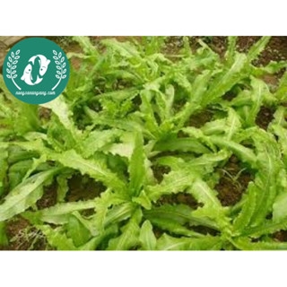 Hạt giống rau diếp thơm (xa lát)