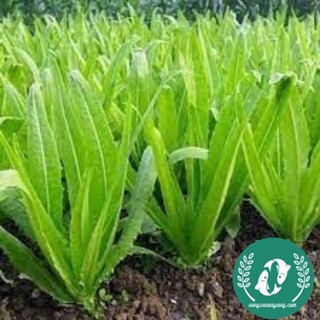 Hạt giống rau diếp thơm (xa lát)