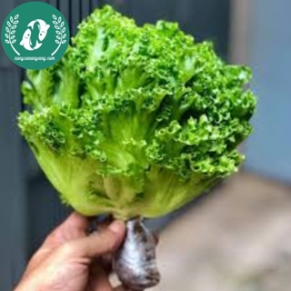 Hạt giống rau xà lách