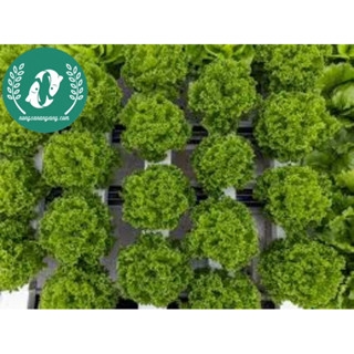Hạt giống rau xà lách