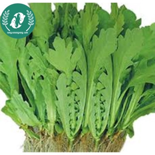 Hạt giống cải cúc (tần ô)