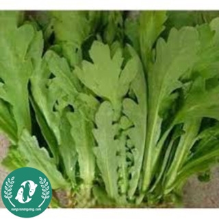 Hạt giống cải cúc (tần ô)