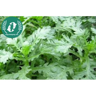 Hạt giống cải cúc (tần ô)
