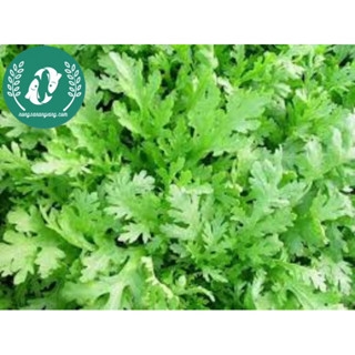Hạt giống cải cúc (tần ô)