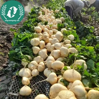 Hạt giống củ đậu