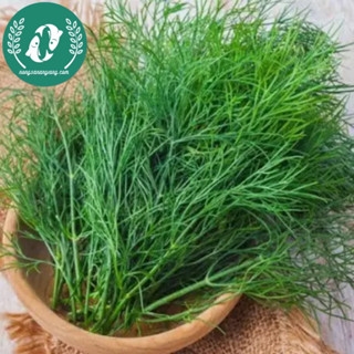 Hạt giống rau thì là