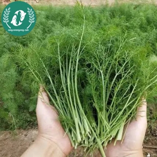 Hạt giống rau thì là