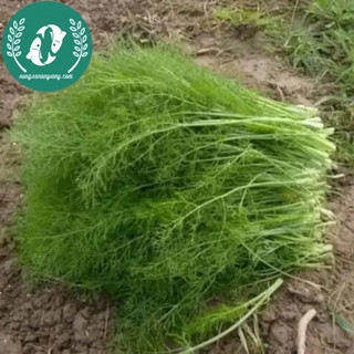 Hạt giống rau thì là