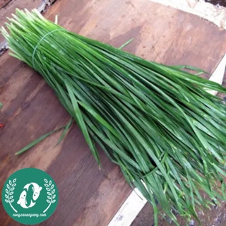 Hạt giống hẹ lá