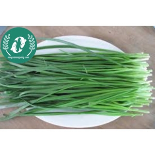 Hạt giống hẹ lá