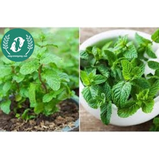 Hạt giống rau húng lũi