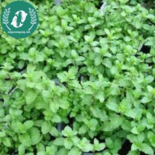 Hạt giống rau húng lũi