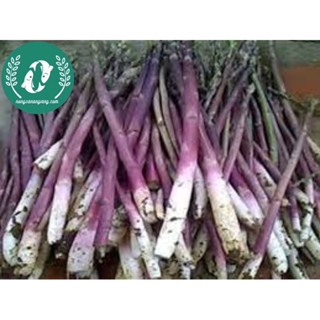 Hạt giống măng tây
