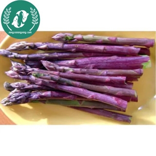 Hạt giống măng tây