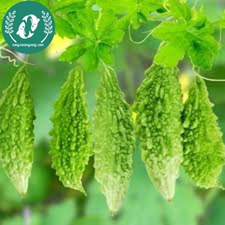 Hạt giống mướp đắng (khổ qua)