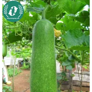 Hạt giống bí đao xanh (bí sặt)