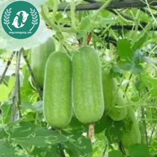 Hạt giống bí đao xanh (bí sặt)