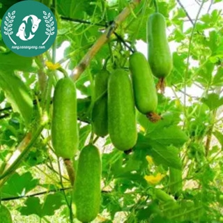 Hạt giống bí đao xanh (bí sặt)
