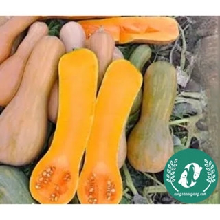 Hạt giống bí đỏ mật