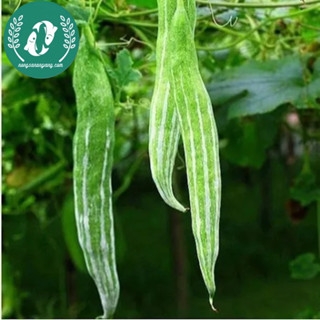 Hạt giống quả lặc lày (mướp ngọt)